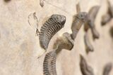 Foot Mortality Plate Of Sokhretia Trilobites - Massive Display! #164746-9